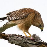 11SB1775 Red-shouldered Hawk